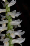 Great Plains lady's tresses